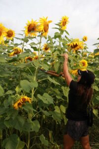 Stacy Thomas uses shears to harvest a sunflower