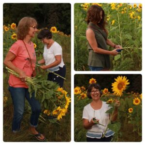 A collage of three women cutting sunflowers