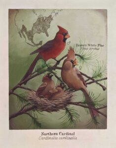 A painting of cardinals showing where they live and the differences between male and female cardinals