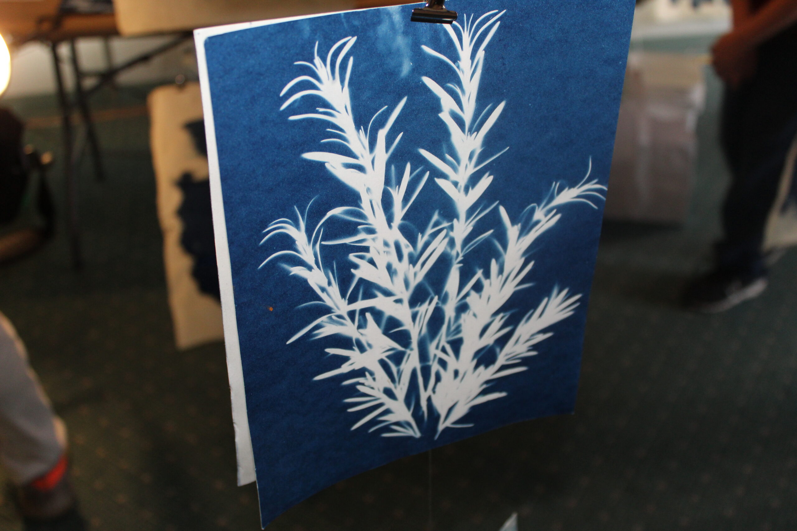 Pressed grass, with a blue background.